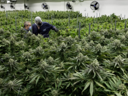 Can Virginia's Legislature Find a Solution To The 'Strange' Marijuana Laws in The State?