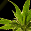 Has Delaware Finally Decided To Legalize Recreational Marijuana Use This Year? What You Need to Understand!