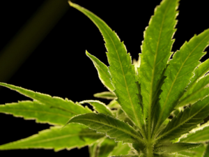 Has Delaware Finally Decided To Legalize Recreational Marijuana Use This Year? What You Need to Understand!