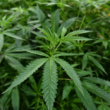 Bills To Legalize Marijuana in Delaware Have Been Filed, And Hearings Have Already Been Scheduled for Next Week!