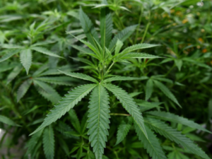 Bills To Legalize Marijuana in Delaware Have Been Filed, And Hearings Have Already Been Scheduled for Next Week!
