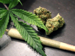 Do Not Believe Everything You Hear About Marijuana. For This Reason!