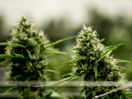 Ohioans Again Request Legal Marijuana For Autism While Lawmakers Consider a Similar Bill!