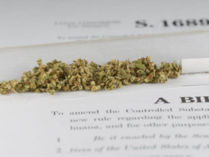 Changing Conditions? We're Monitoring Some Marijuana Bills in This Year's Legislative Session!