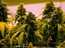 Virginia Lawmakers Pass Bills To Sell Marijuana And Modify The 280E Tax!