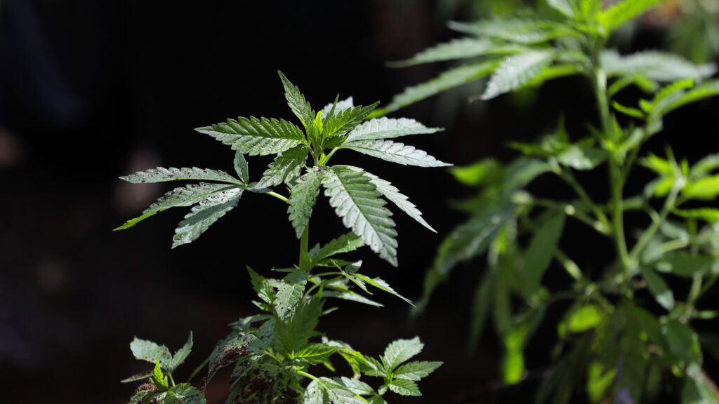 Olmsted County Sheriff Expresses Worries As Minnesota Lawmakers Push Towards Legalized Marijuana!