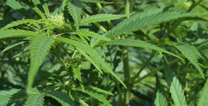 Entrepreneur Keri-Ann Evans Discusses About CBD and Marijuana!