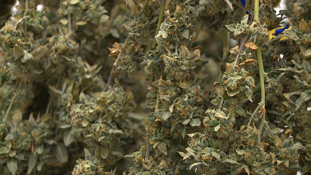 Ohio's Legal Marijuana Market Will Triple in 2023; Efforts To Legalize Recreational Cannabis Continue!