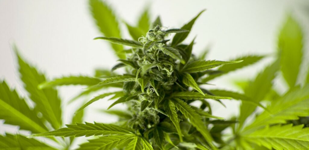 The Push For Legalized Marijuana Begins At The Minnesota State Capitol!