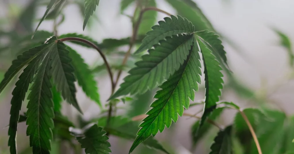 Marijuana May Affect Elon Musk's Work, But Legalization Has Assisted Us Employees Find Employment And Earn Extra!