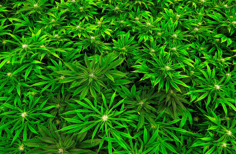 Booker Laments ‘Cannabis Crisis’ Of Prohibition, Laying Out Marijuana Banking Challenges In New Congress