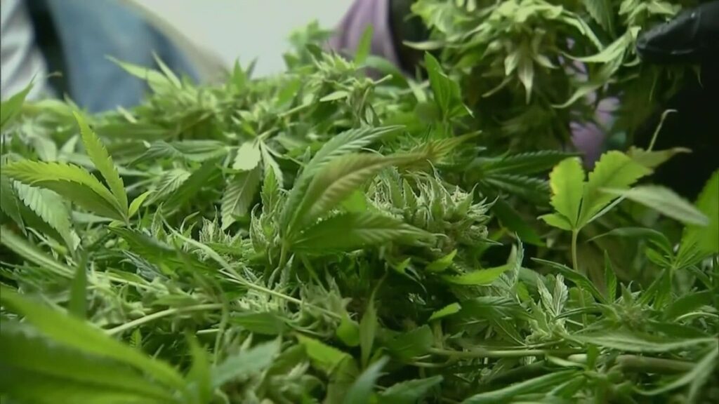 The Missouri Department of Health Declared Legal Marijuana Sales Will Begin on Friday!