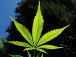 GOP cannabis rescheduling bill in Congress (Newsletter: February 1, 2023)