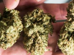 Florida recreational marijuana amendment clears first hurdle