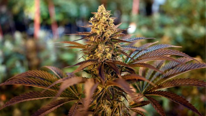 NJ cops won't be drug tested for marijuana in most cases, AG says