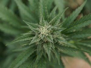 North Carolina Medical Marijuana Bill Approved By Third Senate Committee In Three Days, Heading To Floor