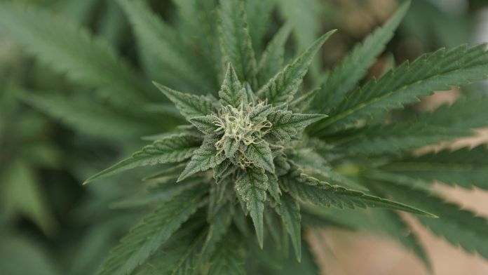 North Carolina Medical Marijuana Bill Approved By Third Senate Committee In Three Days, Heading To Floor