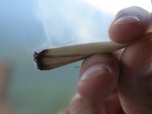 Effects of smoking marijuana every day: Study shows it can raise risk of coronary heart disease