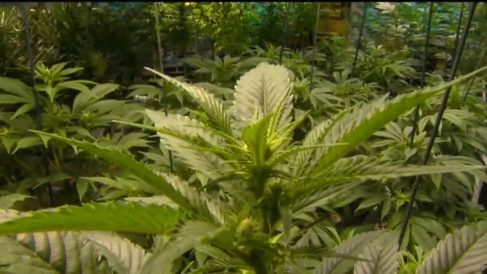 OMMA discusses marijuana potency