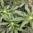Bipartisan Governors Discuss Marijuana Legalization And Push Congress For Federal Banking Fix
