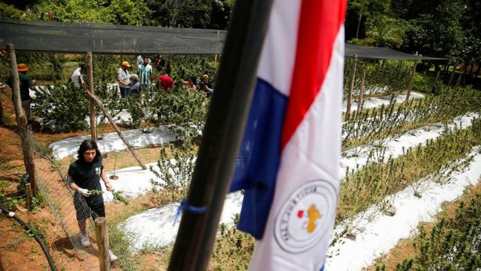 Paraguay marijuana festival sets high hopes for legalization