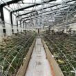 Deputies raid large-scale illegal Valley Center marijuana farm