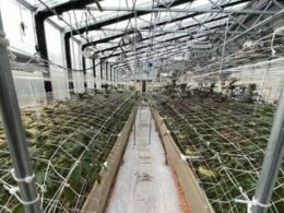 Deputies raid large-scale illegal Valley Center marijuana farm