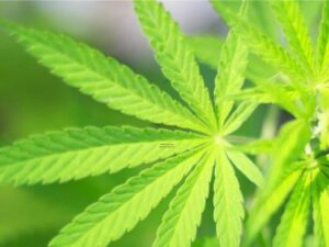 Newport receives $2.5 million, property in medical marijuana dispute