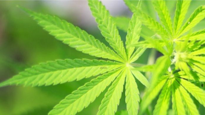 Newport receives $2.5 million, property in medical marijuana dispute