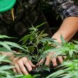Experts explore possible outcomes of legalizing recreational marijuana
