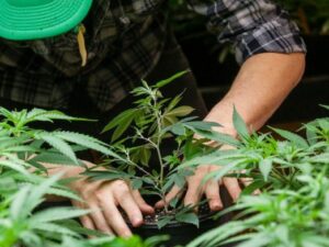 Experts explore possible outcomes of legalizing recreational marijuana