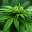 Legislators in Iowa Introduce Bill to Legalize Marijuana