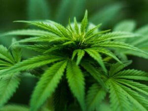 Legislators in Iowa Introduce Bill to Legalize Marijuana
