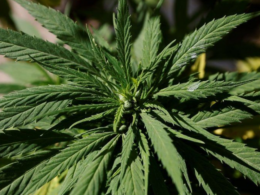 New Hampshire Legislators Modify Marijuana Legalization Policy Just Before Vote!