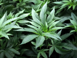 Louisiana's Largest Medicinal Marijuana Farm Boosts Weed Growing Capacity!