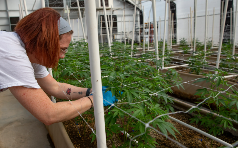 Let Voters Decide Whether To Legalize Marijuana For Recreational Use!