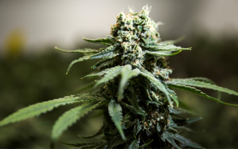 How a Local Veterinarian Is Benefiting From Medical Marijuana!