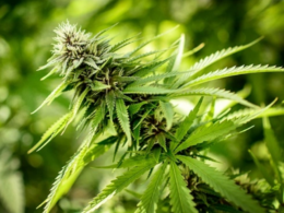 Medical Marijuana Legislation Presented in Kansas Legislature!