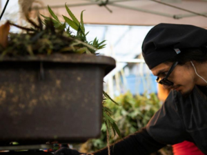 Colorado's Medical Marijuana Legalization Bill Kills in Committee!
