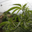 Governor's Request Legalizing Marijuana in Wisconsin Budget!