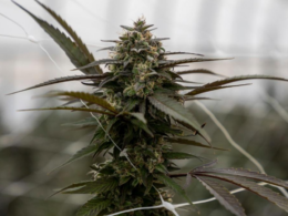 Michigan Suspends a Marijuana Processor And Warns That Products Were Made With Illegal THC Oil!