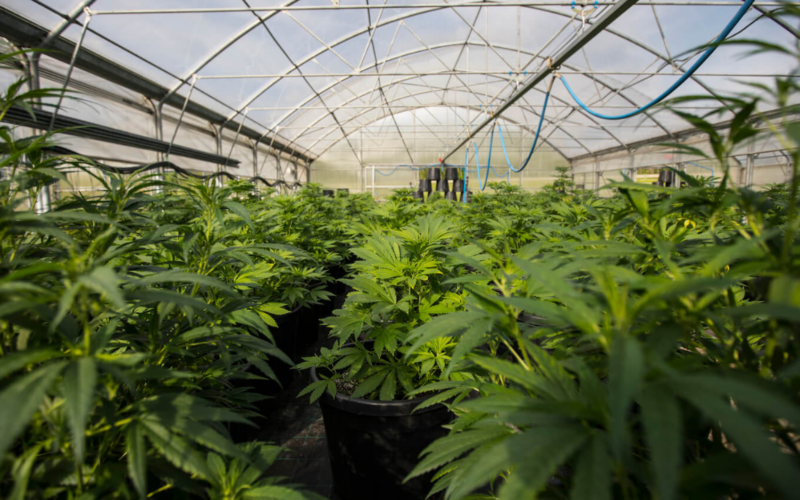 A Bill Would Allow Floridians To Cultivate Their Own Medical Marijuana!