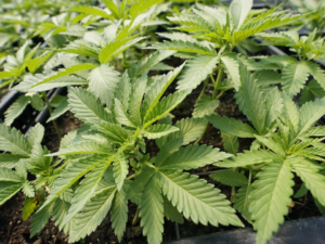 State Lawmakers Expected To Establish Marijuana Marketplace This Year!