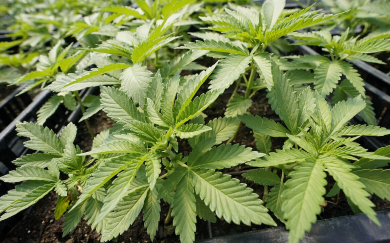 State Lawmakers Expected To Establish Marijuana Marketplace This Year!