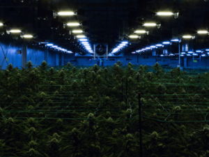 Campus Marijuana Usage Increased As Legalization Expanded!