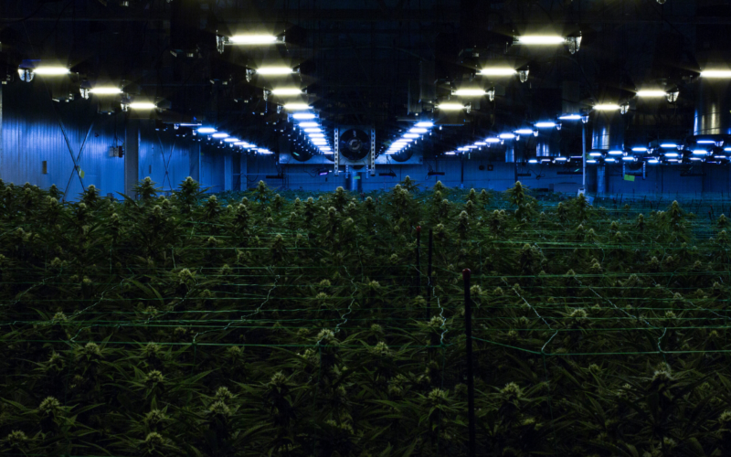 Campus Marijuana Usage Increased As Legalization Expanded!