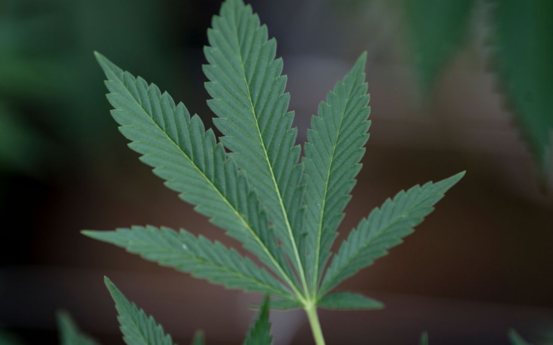 Has Legalizing Marijuana Made Other Drug Problems Worse? A New Colorado Marijuana Legalization Study Answers The Question!