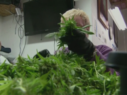 Sixth House Committee Approves Minnesota's Marijuana Legalization Bill; Senate Panel Vote Is Postponed!