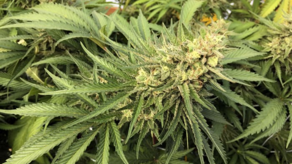 American Medical Association Study Links Long-Term Medical Marijuana Use To Lower Opioid Doses!