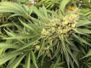 American Medical Association Study Links Long-Term Medical Marijuana Use To Lower Opioid Doses!